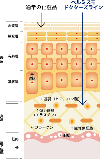 一般化粧品とベルミスモドクターズラインの違い
