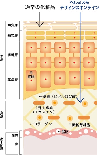 一般化粧品とベルミスモデザインスキンラインの違い